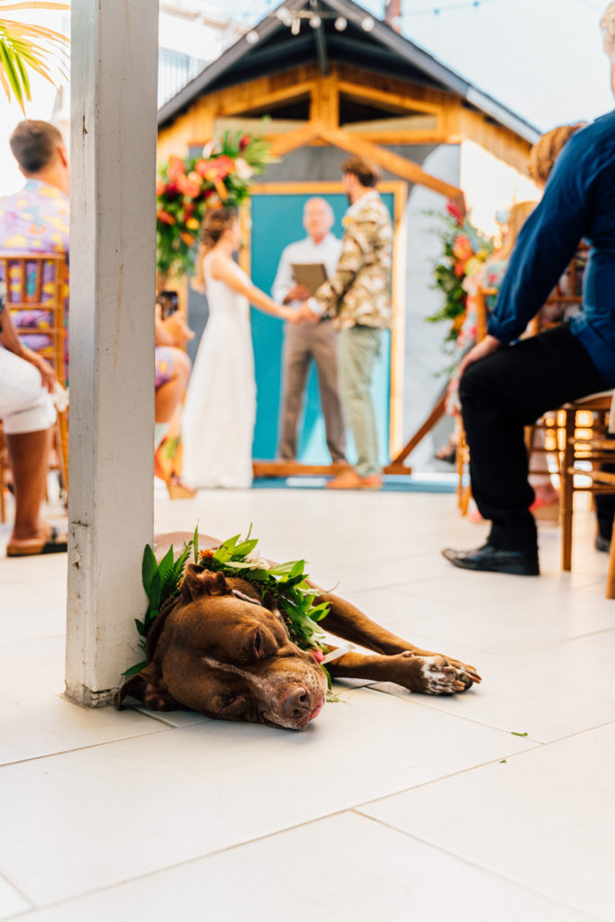 dog with floral collar asleep during wedding ceremony