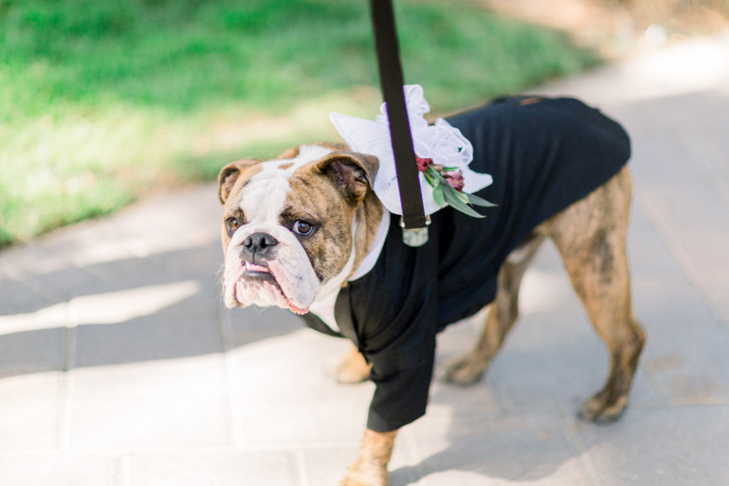 Maravilla Gardens Wedding ceremony, ring dog, florist added flowers to dog collar